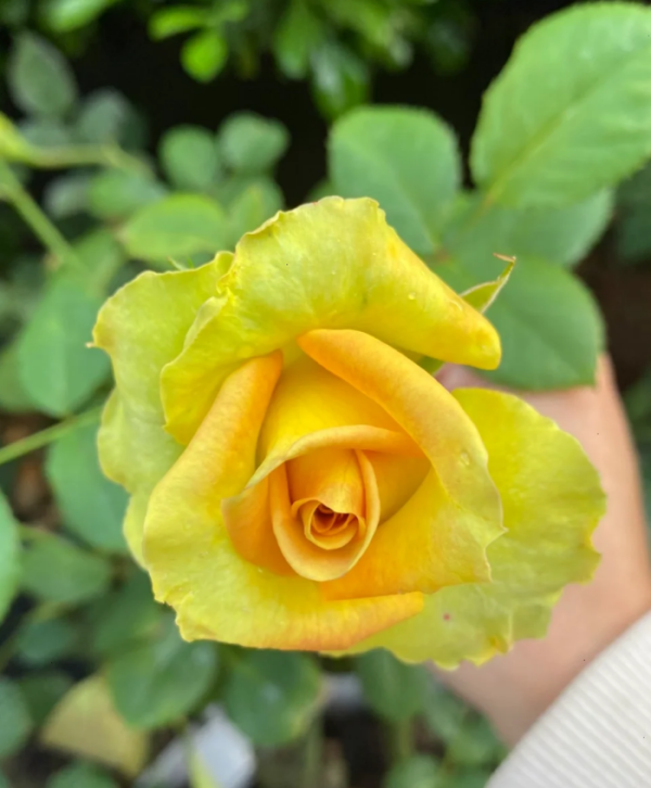 Olduvai Rose plant 丨Your roses