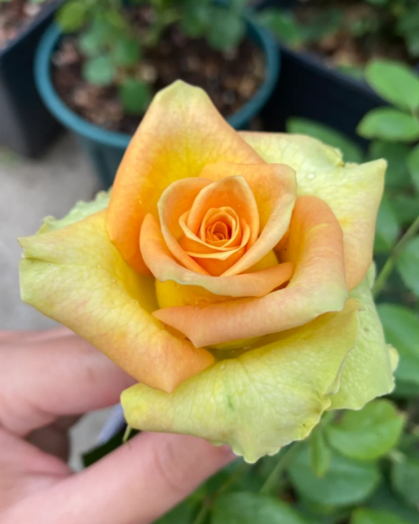 Olduvai Rose 丨Your roses
