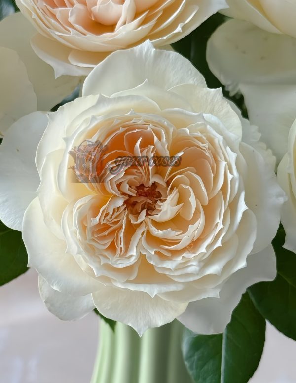 Opera queen Rose for sale丨Your roses
