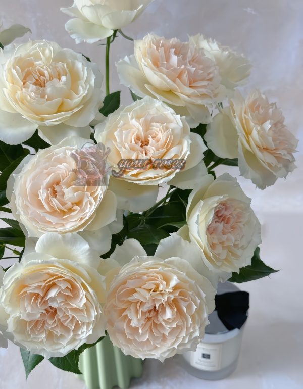 Opera queen Rose丨Your roses