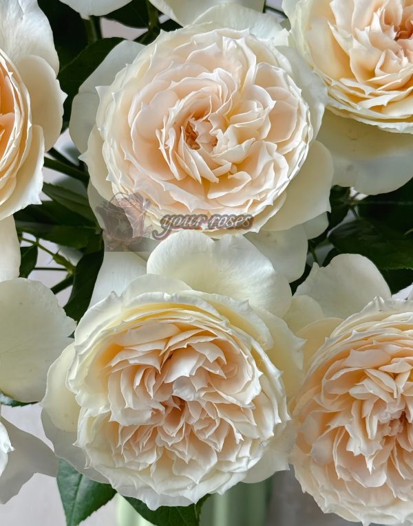 Opera queen Rose丨Your roses