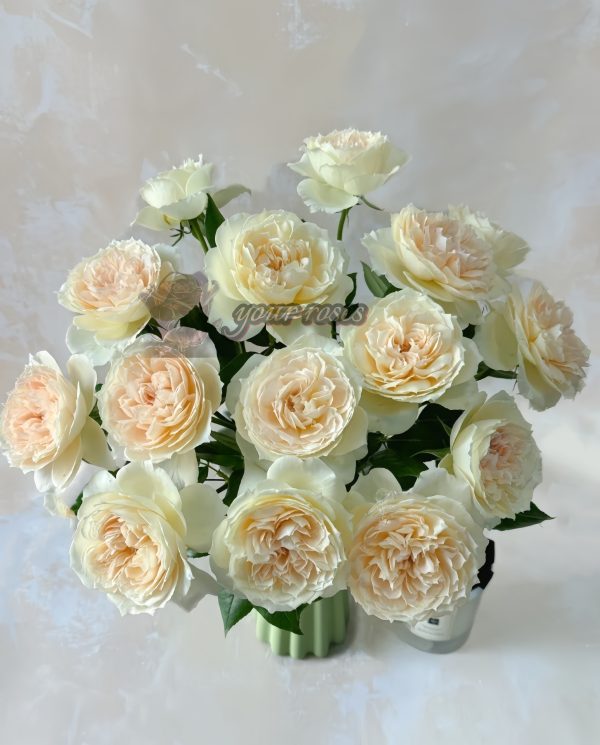 Opera queen Rose plant丨Your roses