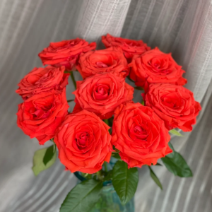 Orange Bowl Rose丨Your roses