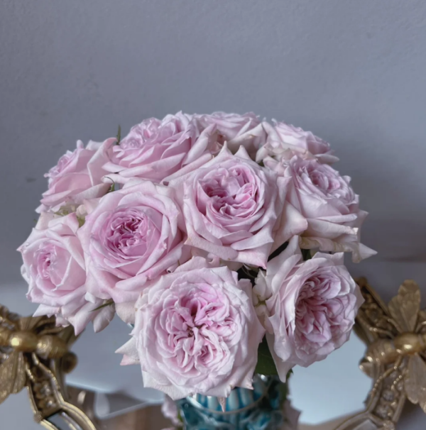 Patchouli Rose plant丨Your roses