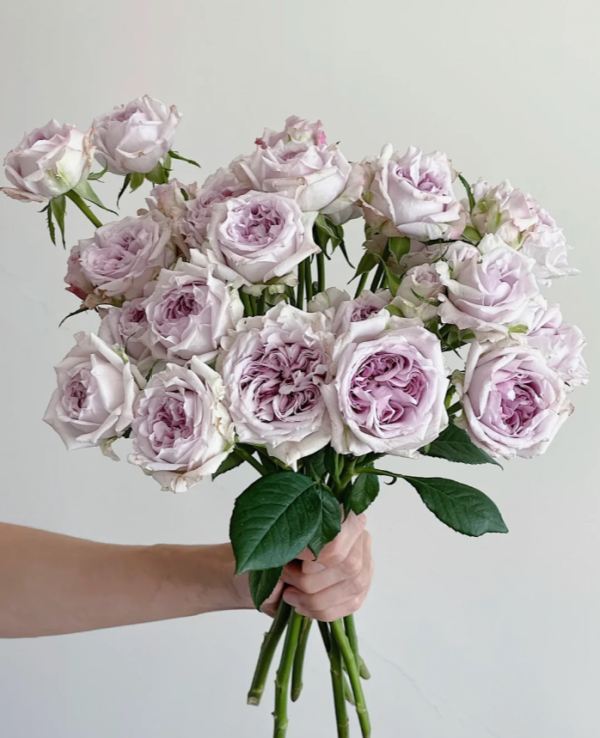 Patchouli Rose丨Your roses