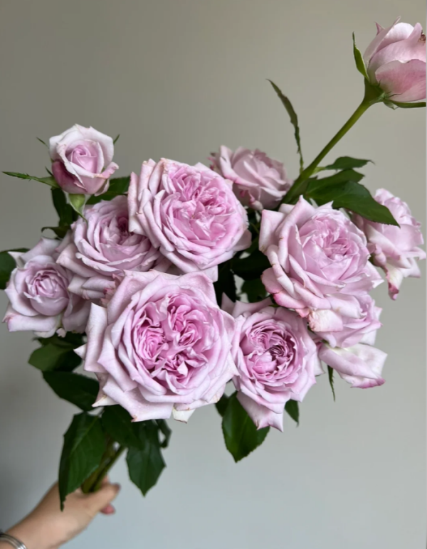 Patchouli Rose丨Your roses