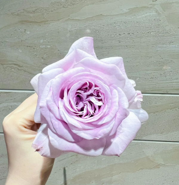 Patchouli Rose for sale丨Your roses