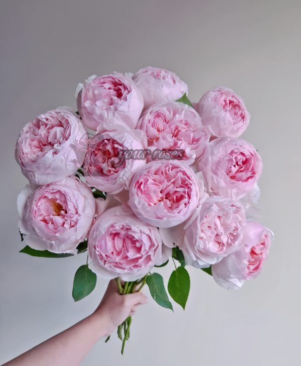 Peony Pink Rose丨Your roses