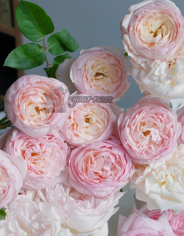 Peony Pink Rose for sale丨Your roses