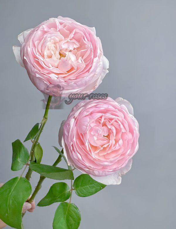 Peony Pink Rose丨Your roses