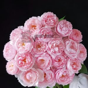 Peony Pink Rose plant丨Your roses