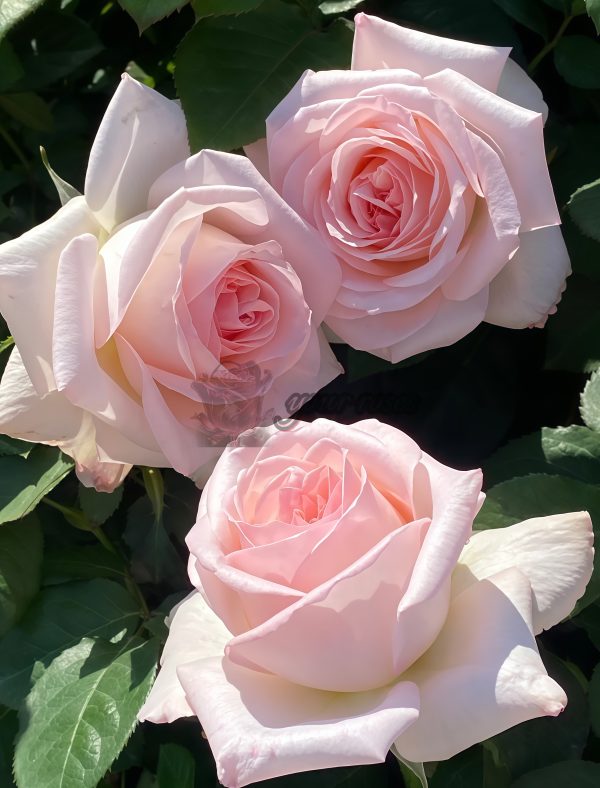 Pink O'Hara Rose for sale丨Your roses