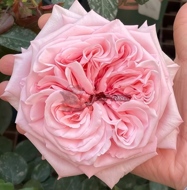 Pink O'Hara Rose丨Your roses