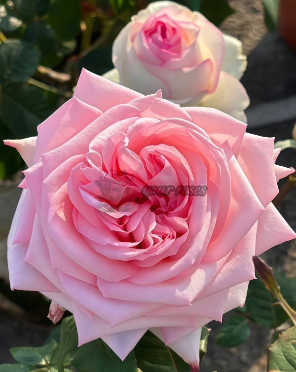 Pink O'Hara Rose丨Your roses