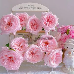 Pink O'Hara Rose丨Your roses