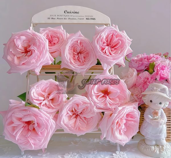 Pink O'Hara Rose丨Your roses