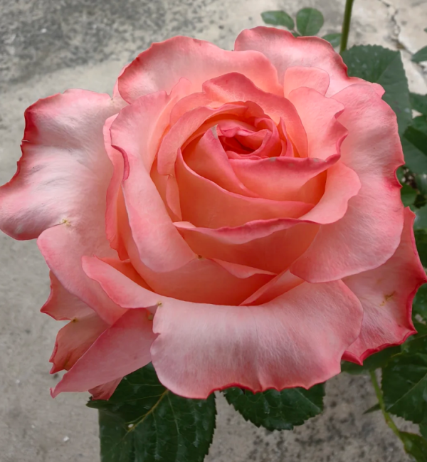 Pink Petticoat Rose丨Your roses