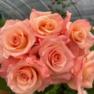 Pink Petticoat Rose for sale丨Your roses