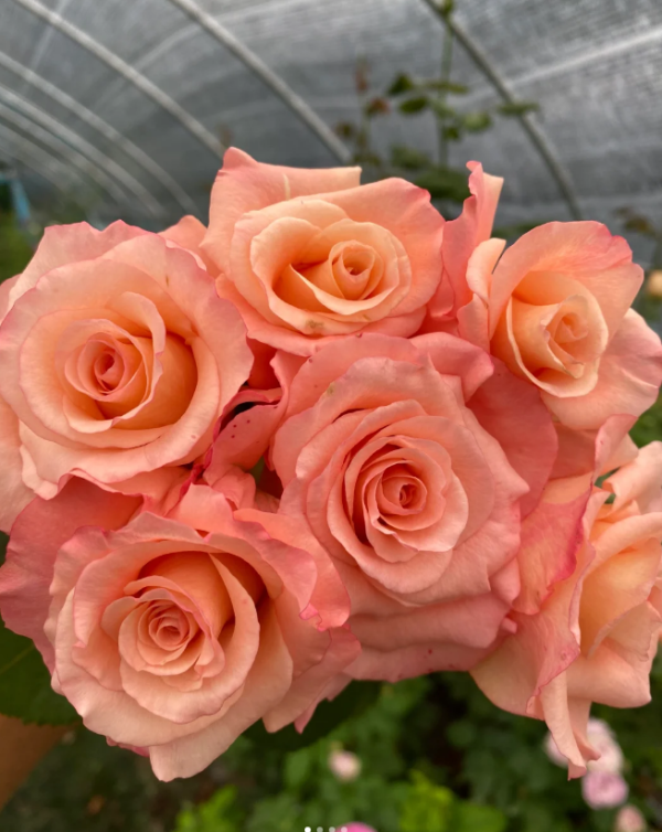Pink Petticoat Rose for sale丨Your roses