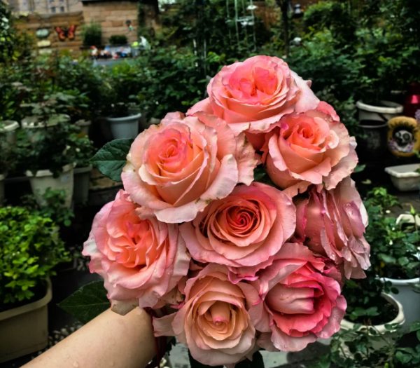 Pink Petticoat Rose丨Your roses
