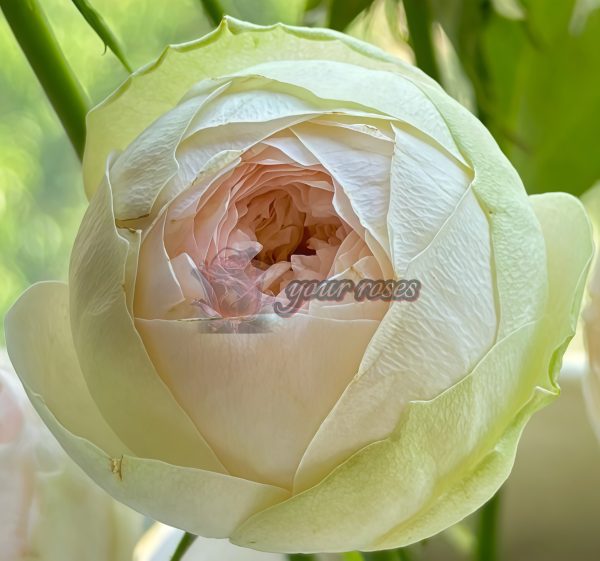Pinky Pie Rose丨Your roses
