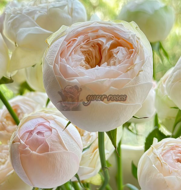 Pinky Pie Rose for sale丨Your roses