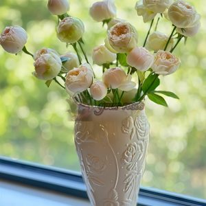 Pinky Pie Rose plant丨Your roses