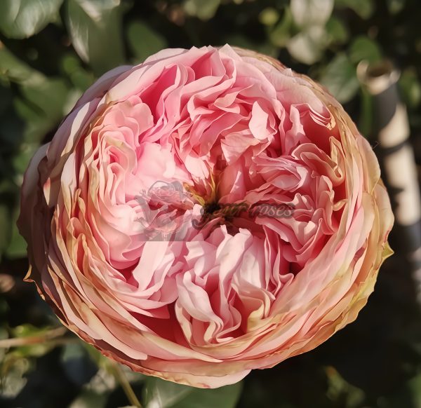 Pride of Jane Rose plant丨Your roses