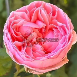 Pride of Jane Rose丨Your roses