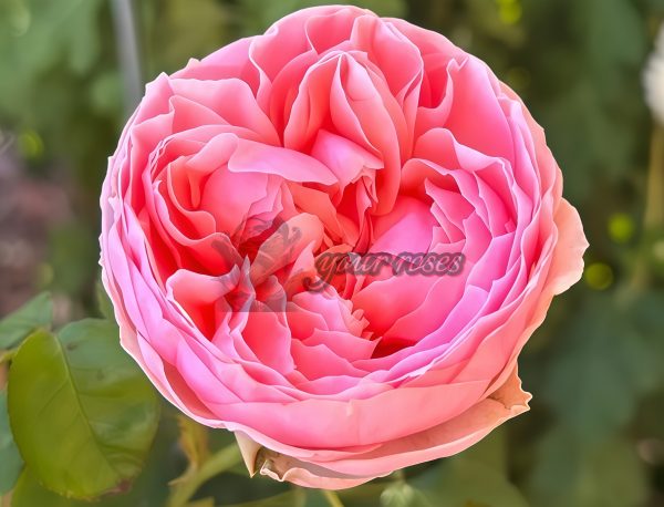 Pride of Jane Rose丨Your roses