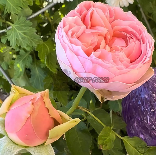 Pride of Jane Rose for sale丨Your roses
