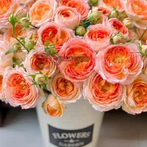 Princess Aiko Rose for sale丨Your roses