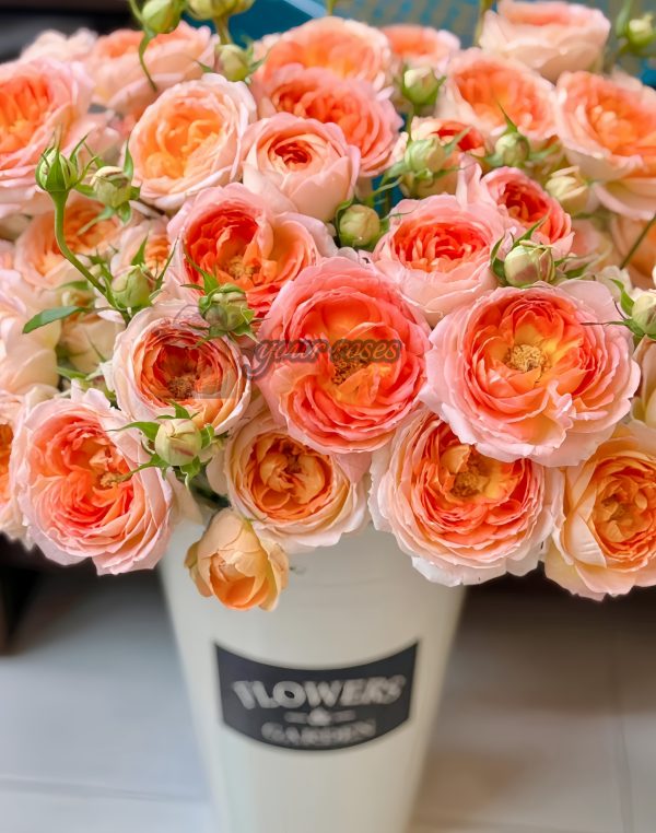 Princess Aiko Rose for sale丨Your roses