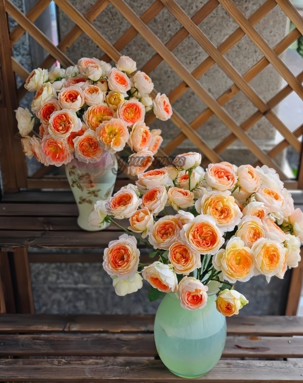 Princess Aiko Rose丨Your roses