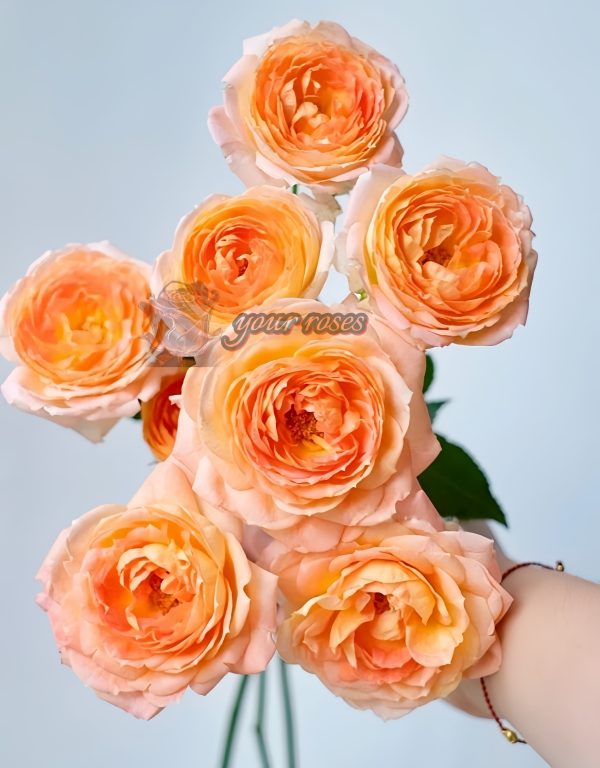 Princess Aiko Rose plant丨Your roses