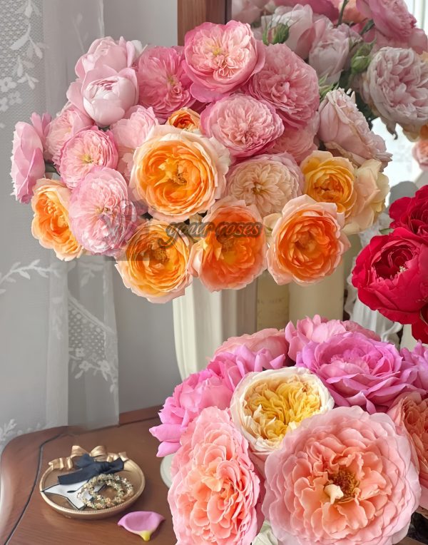 Princess Aiko Rose丨Your roses