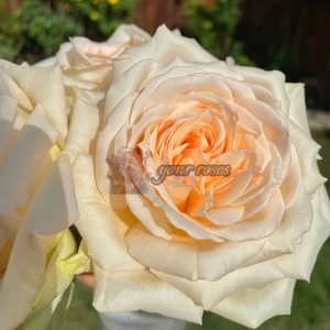 Princess Maya Rose丨Your roses