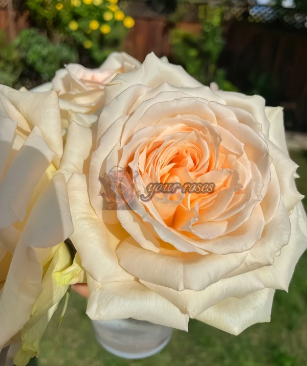 Princess Maya Rose丨Your roses