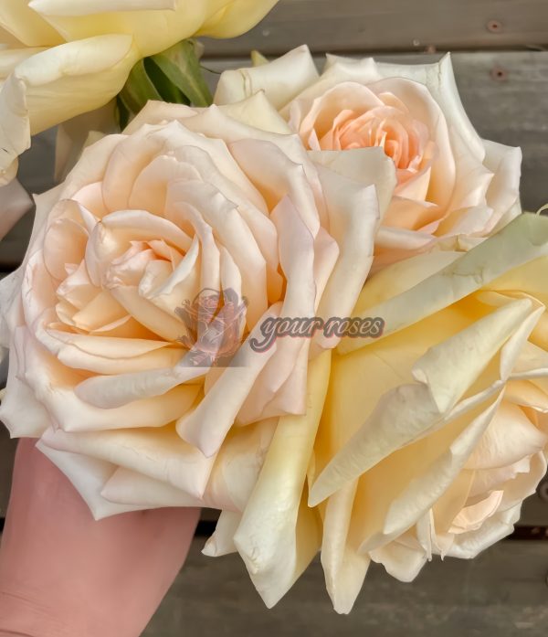 Princess Maya Rose plant丨Your roses