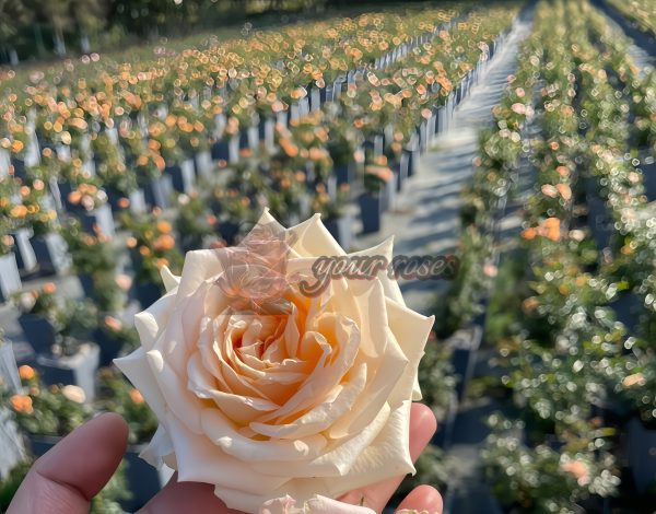 Princess Maya Rose丨Your roses
