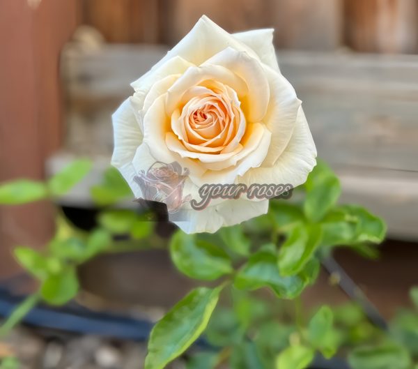 Princess Maya Rose丨Your roses