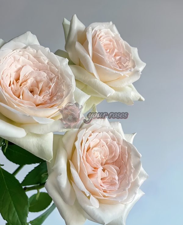 Princess Maya Rose for sale丨Your roses