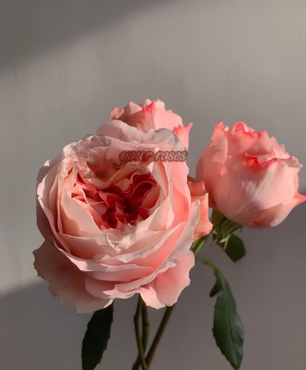 Princess Sakura Rose for sale丨Your roses