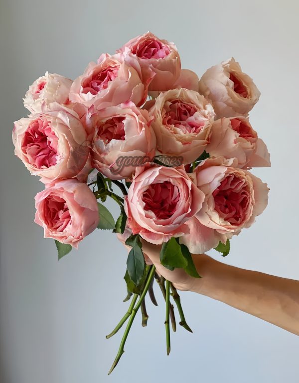 Princess Sakura Rose丨Your roses