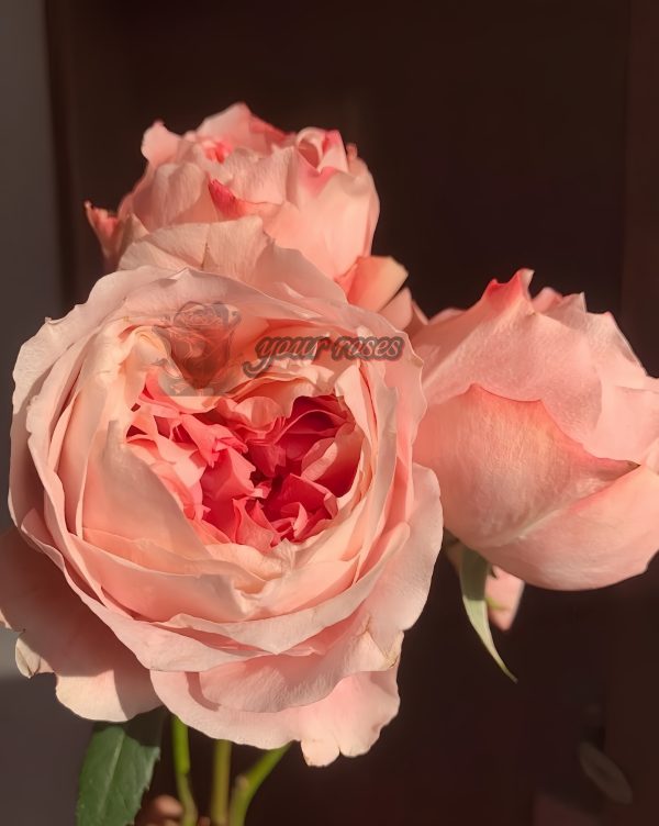 Princess Sakura Rose plant丨Your roses