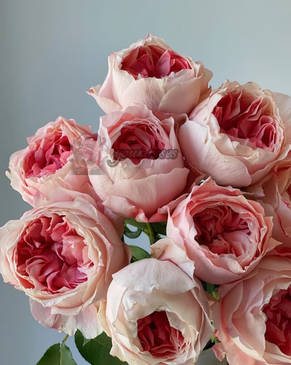 Princess Sakura Rose丨Your roses