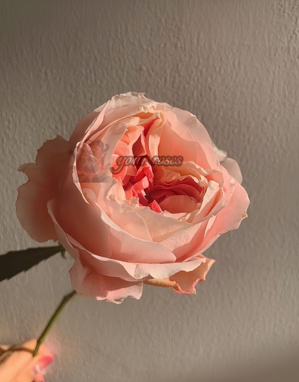 Princess Sakura Rose丨Your roses