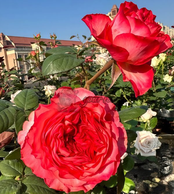 Red Coral Rose丨Your roses