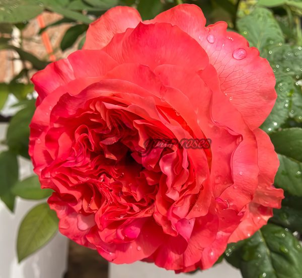 Red Coral Rose plant丨Your roses