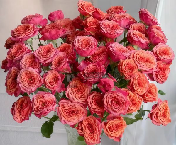 Red Coral Rose丨Your roses
